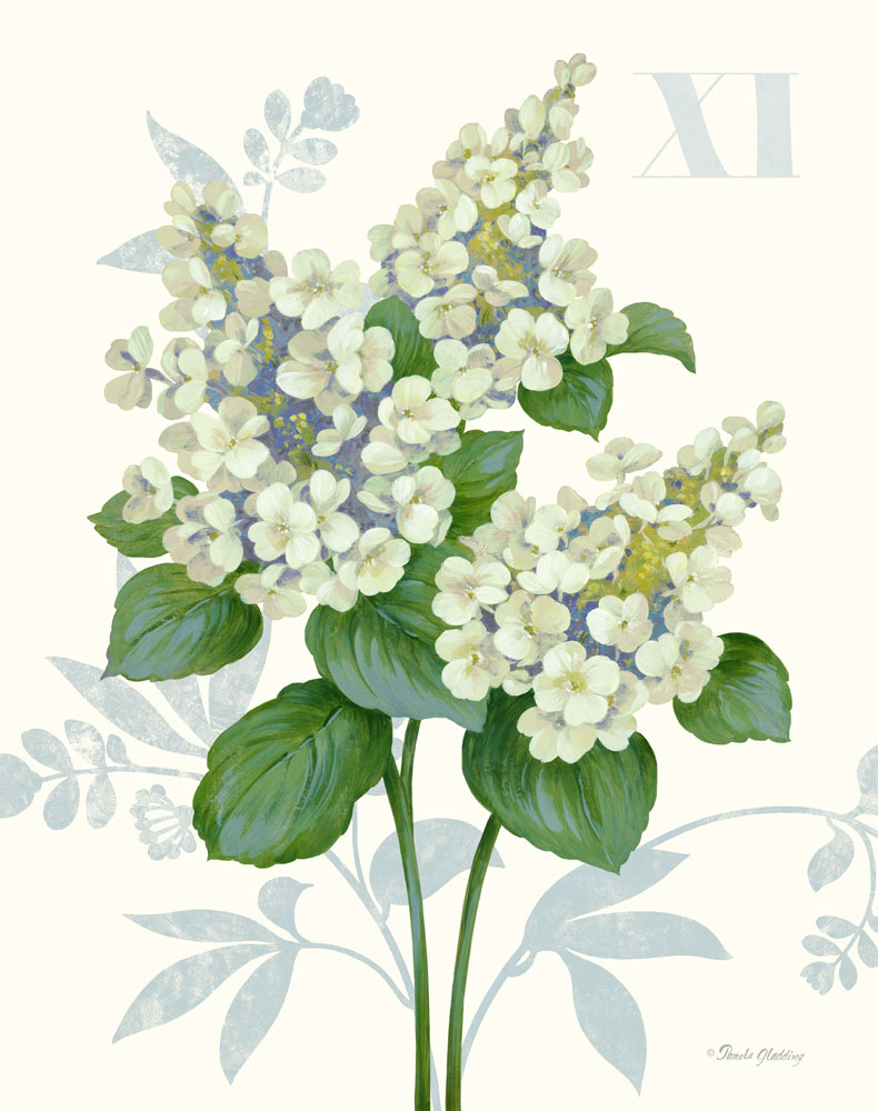 Tardiva Hydrangea