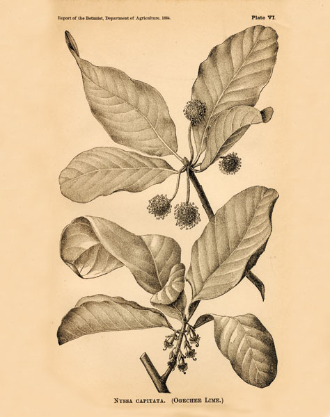 Vintage Botanical III