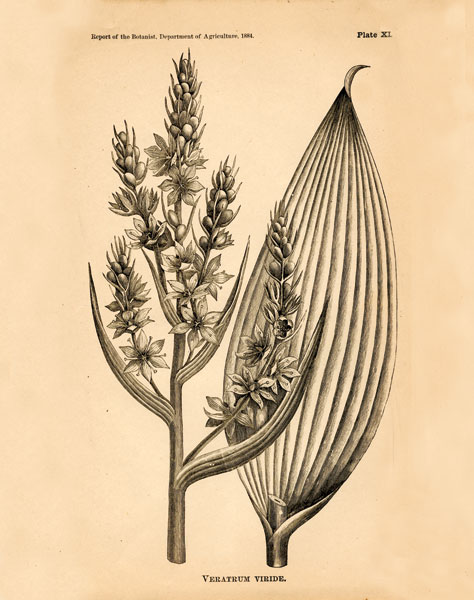 Vintage Botanical IV