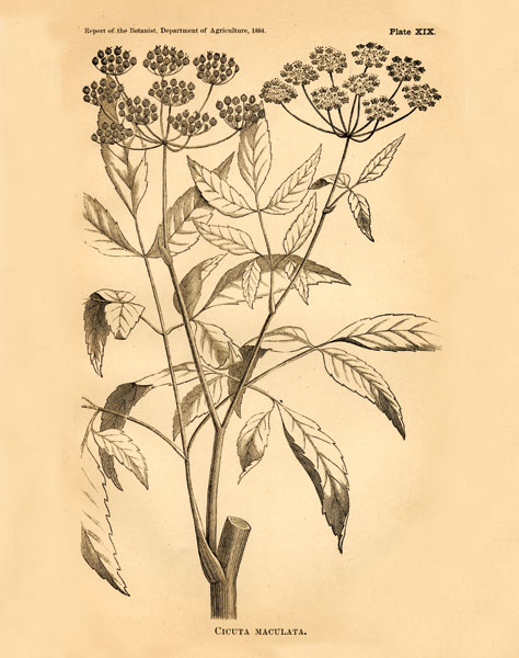 Vintage Botanical VII