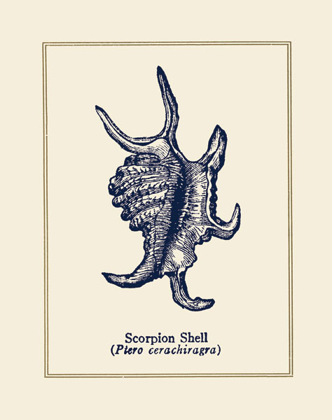 Scorpion Shell
