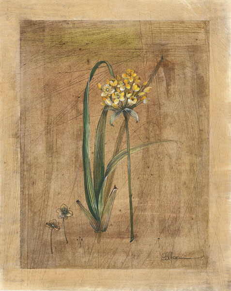 Allium