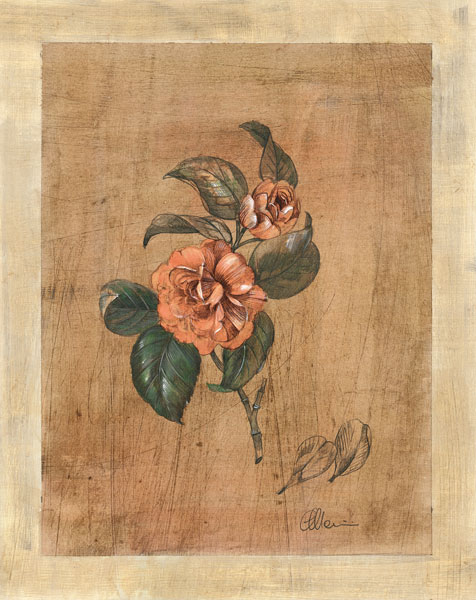 Camellia