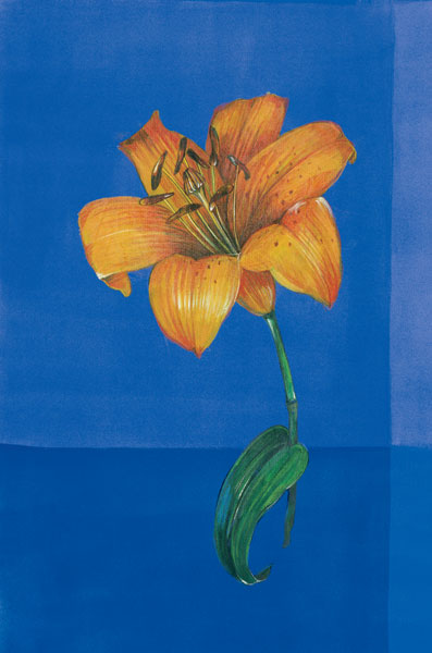 Flower on Blue