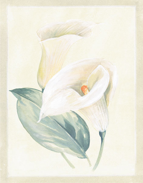 Calla Lily I