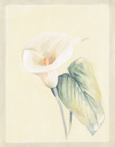 Calla Lily II