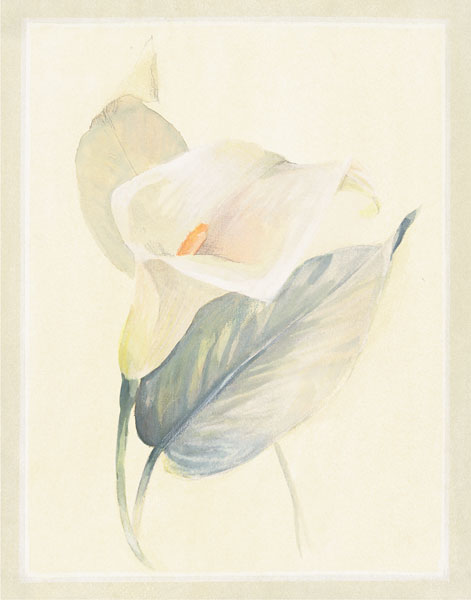 Calla Lily III