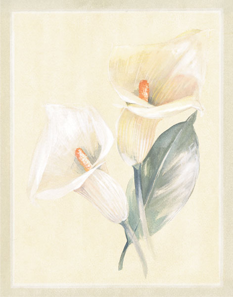 Calla Lily IV