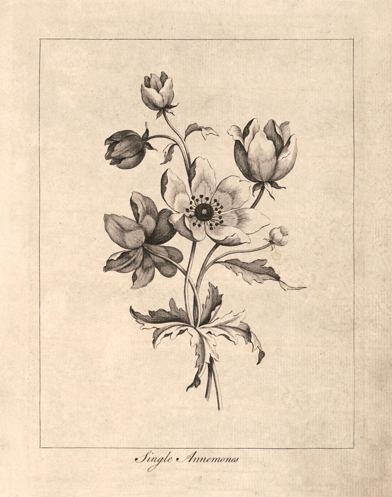 Vintage Anemones