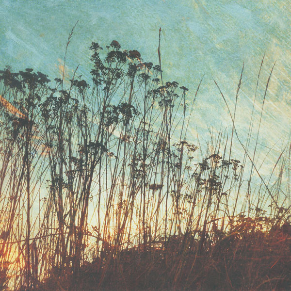 Wild Grass I