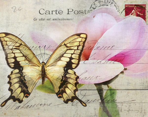 Carte Postale Magnolia I