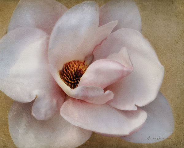 Pink Magnolia