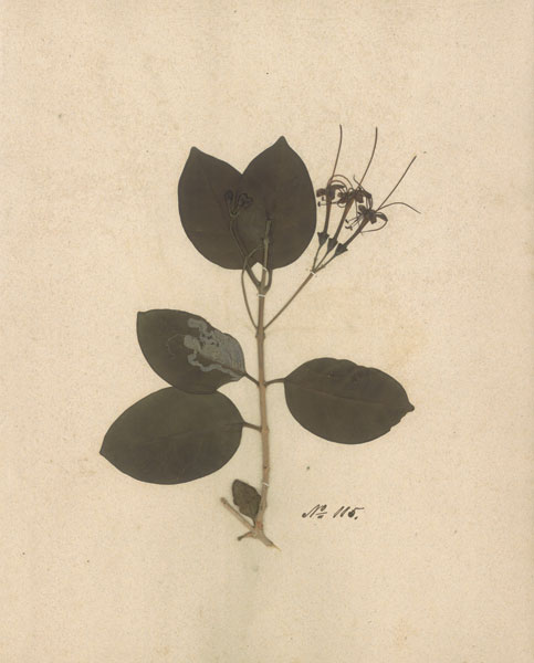 Pressed Botanical II