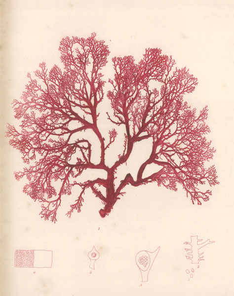 Red Botanical Study I