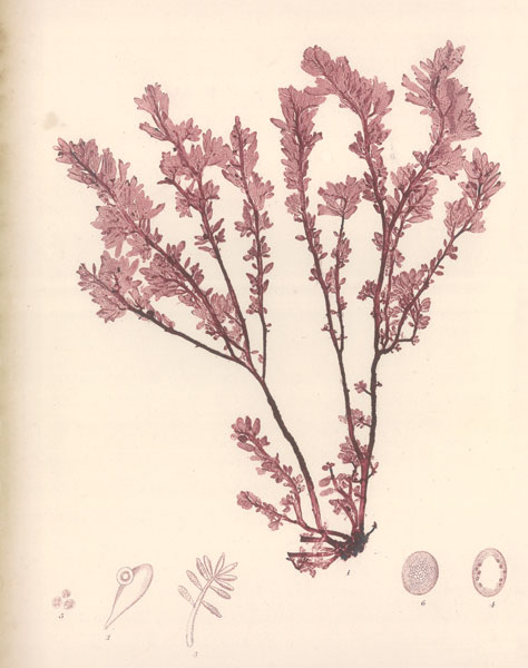 Red Botanical Study III