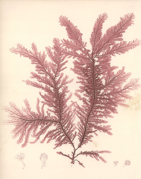 Red Botanical Study IV