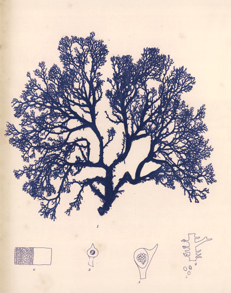 Blue Botanical Study I