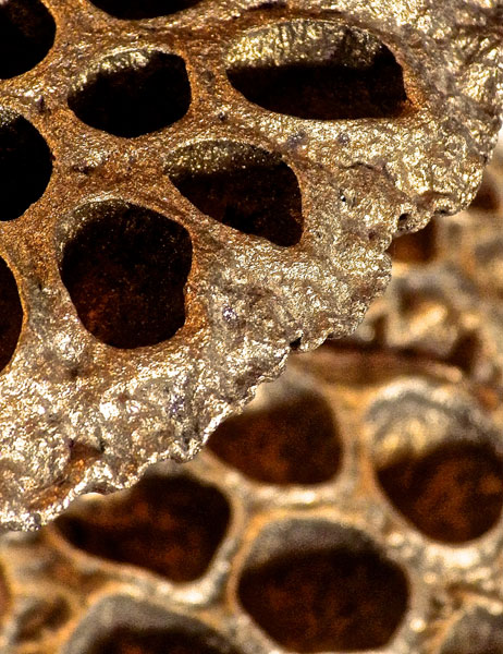 Lotus Pods II