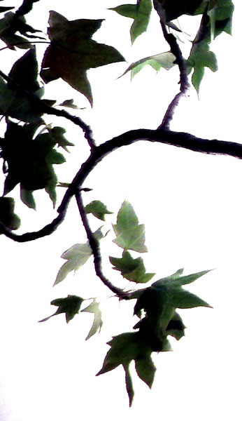 Maple Branch VI