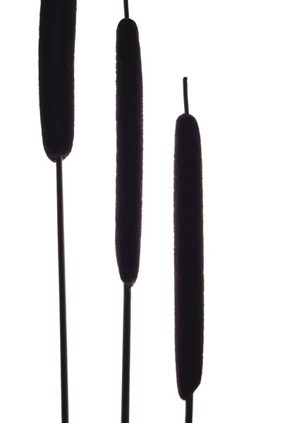Cat Tails II