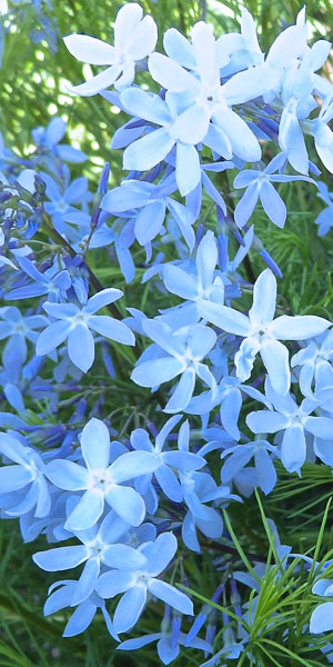 Variations in Blue I