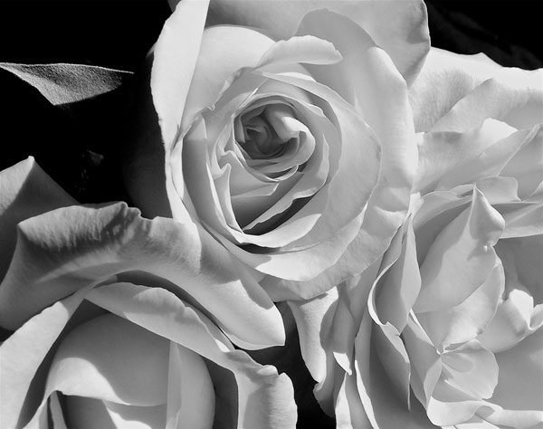 L'Essence de la Rose BW IV