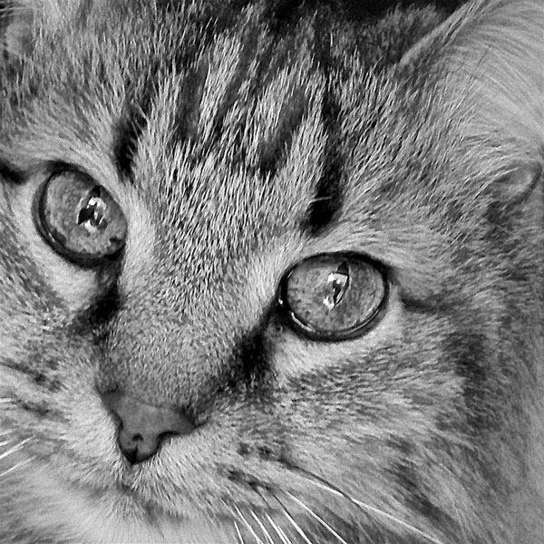 Cat Eyes B&W I