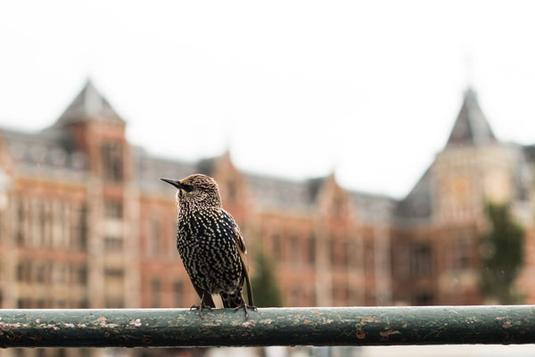 Perched II