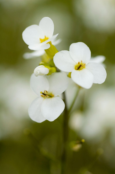 Summer Bloom III