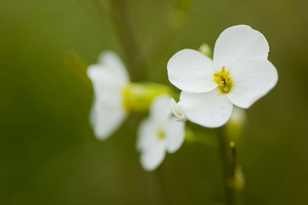 Summer Bloom IV