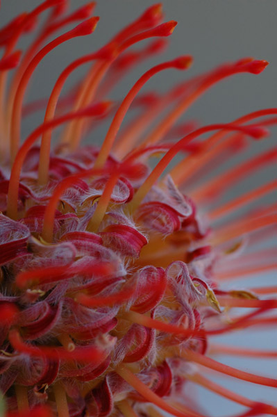 Summer Bloom XIII