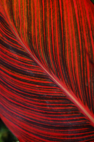 Red Leaf I