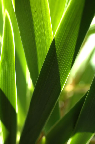 Leaves & Light I