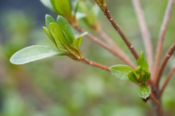 Spring Leaves II