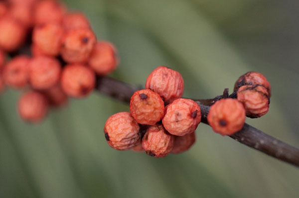 Wild Berries II