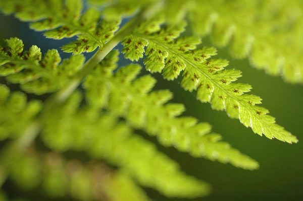 Spring Growth I