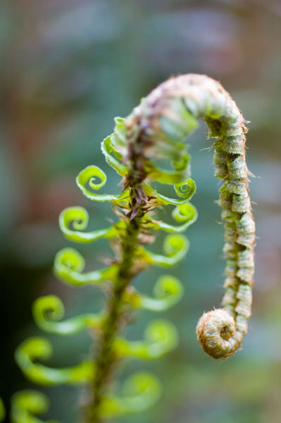 Spring Growth II