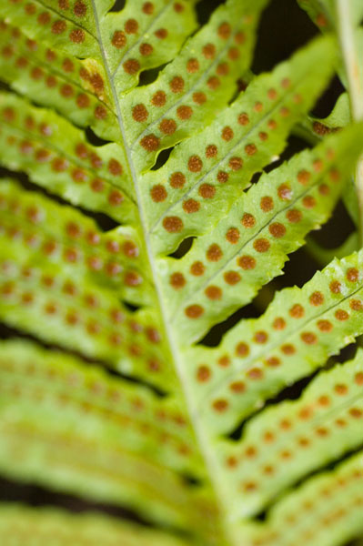 Spring Growth III