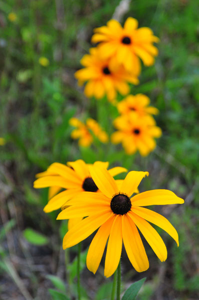 Daisy Trail