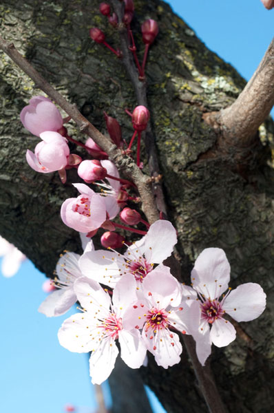 Cherry Blossom 1