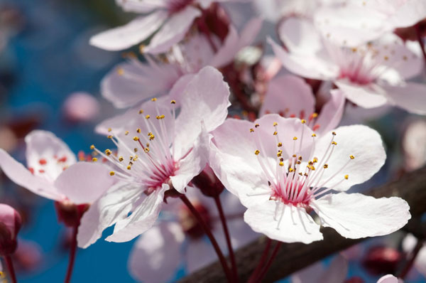 Cherry Blossom 2