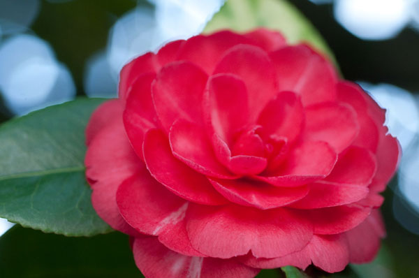Camellia Flower 2