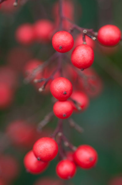 Red Berries 1