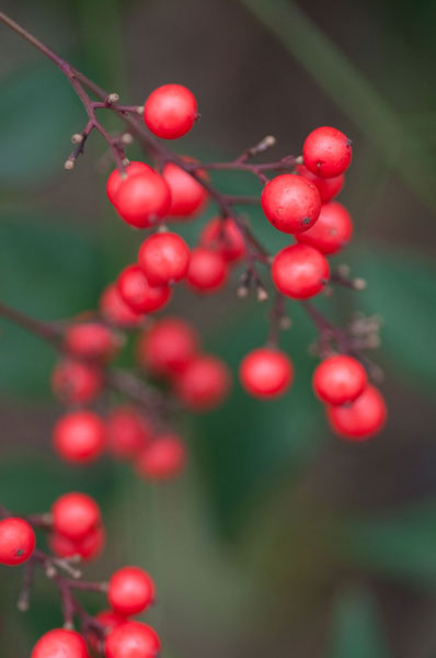 Red Berries 2