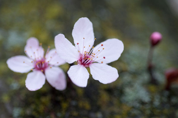 Portland Cherry Blossom 2