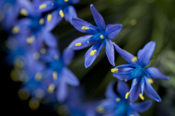 Purple Bloom Detail