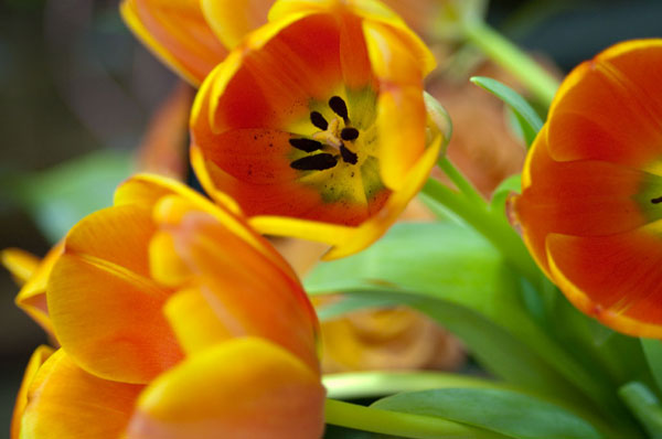 Orange Tulips 1