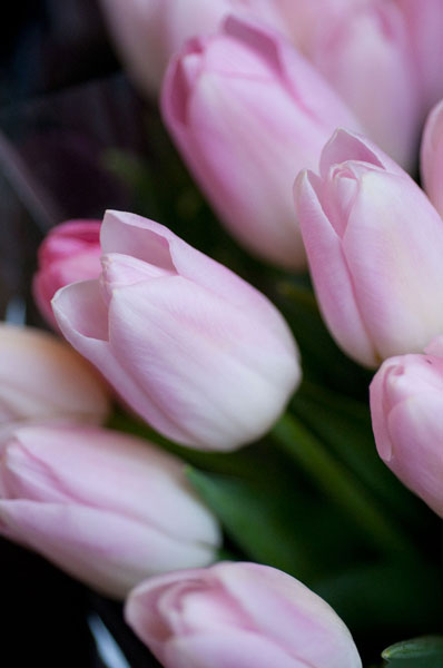 Soft Pink Tulips 1