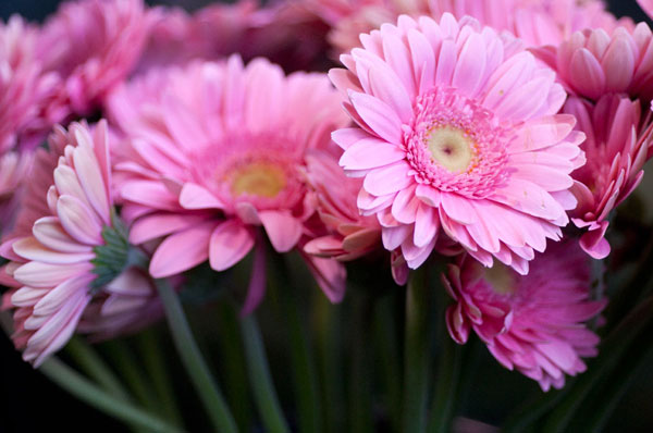 Pink Gerbera Daisies 2