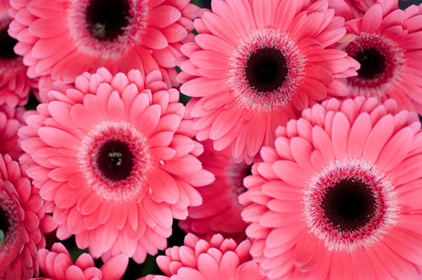 Pink Gerbera Daisies 3
